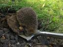 Hedgehog on my spade