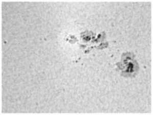 Sunspots in Black and White via SPC900 webcam